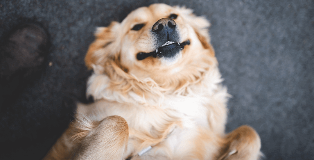 5 redenen waarom msc visolie van wilde vis een beter alternatief is dan zalmolie voor hond en kat