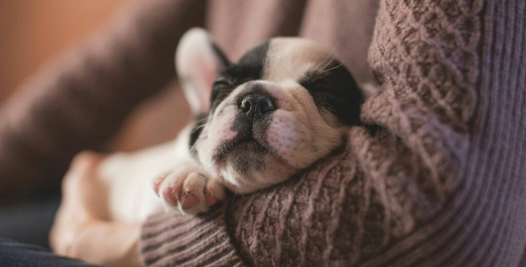 Puppy omega 3 1 e1714036490514