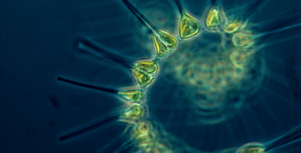 Arctic blue fytoplankton