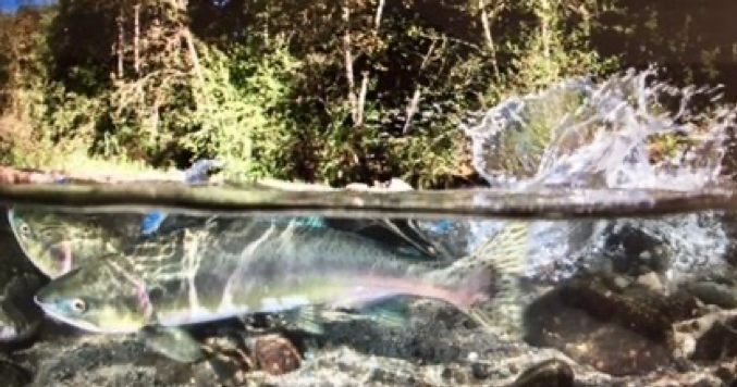 Waarom kiezen voor wilde zalmolie voor mensen? 3 Afbeelding14