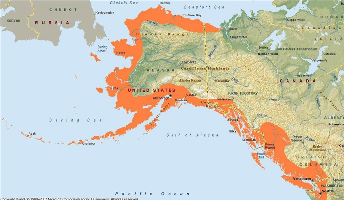 Waarom kiezen voor wilde zalmolie voor mensen? 2 Afbeelding3