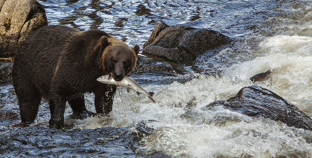 Waarom kiezen voor wilde zalmolie